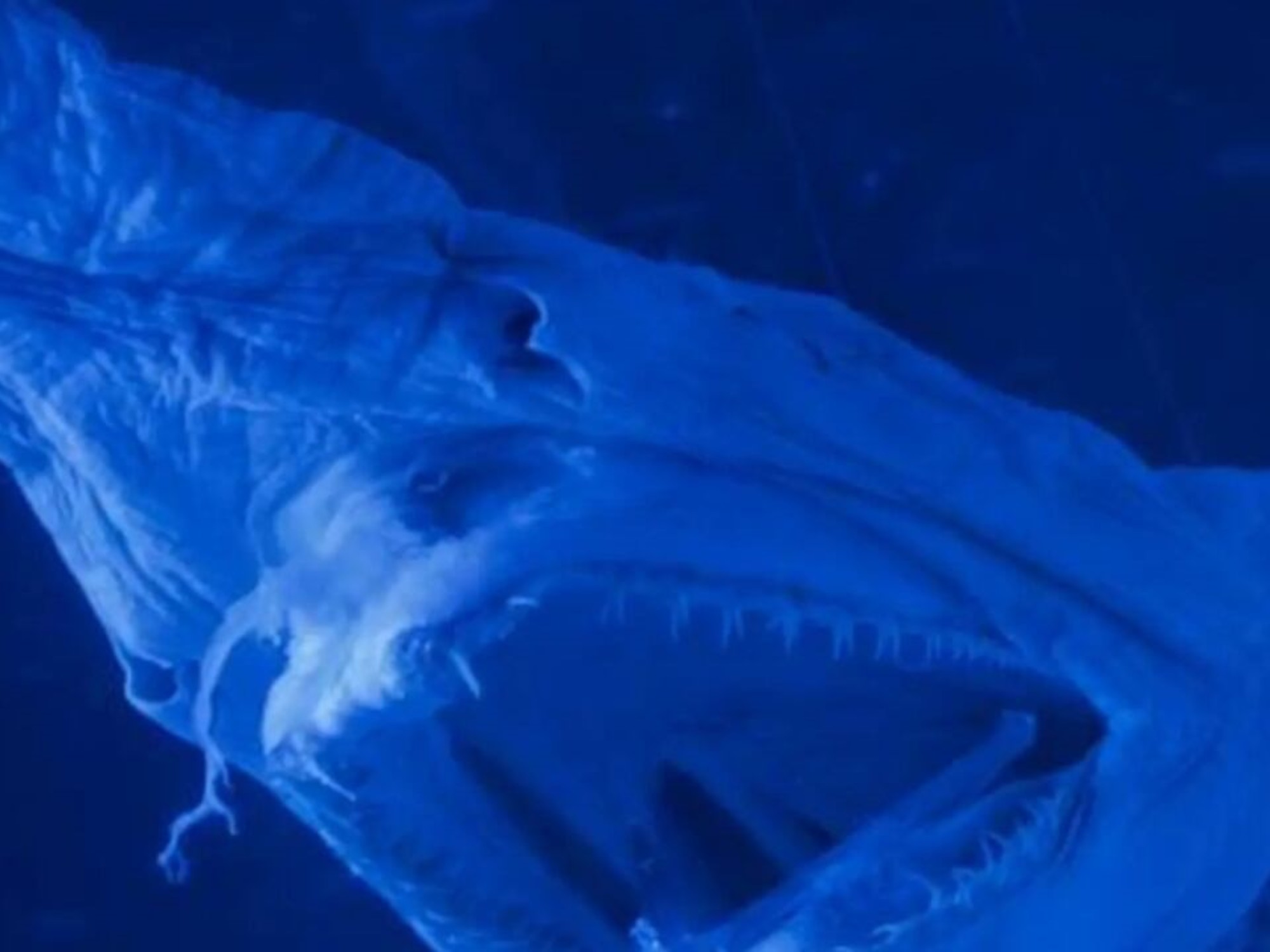 pescadores recreativos encontraron vivo un tiburón duende a 900 metros de profundidad en Canarias