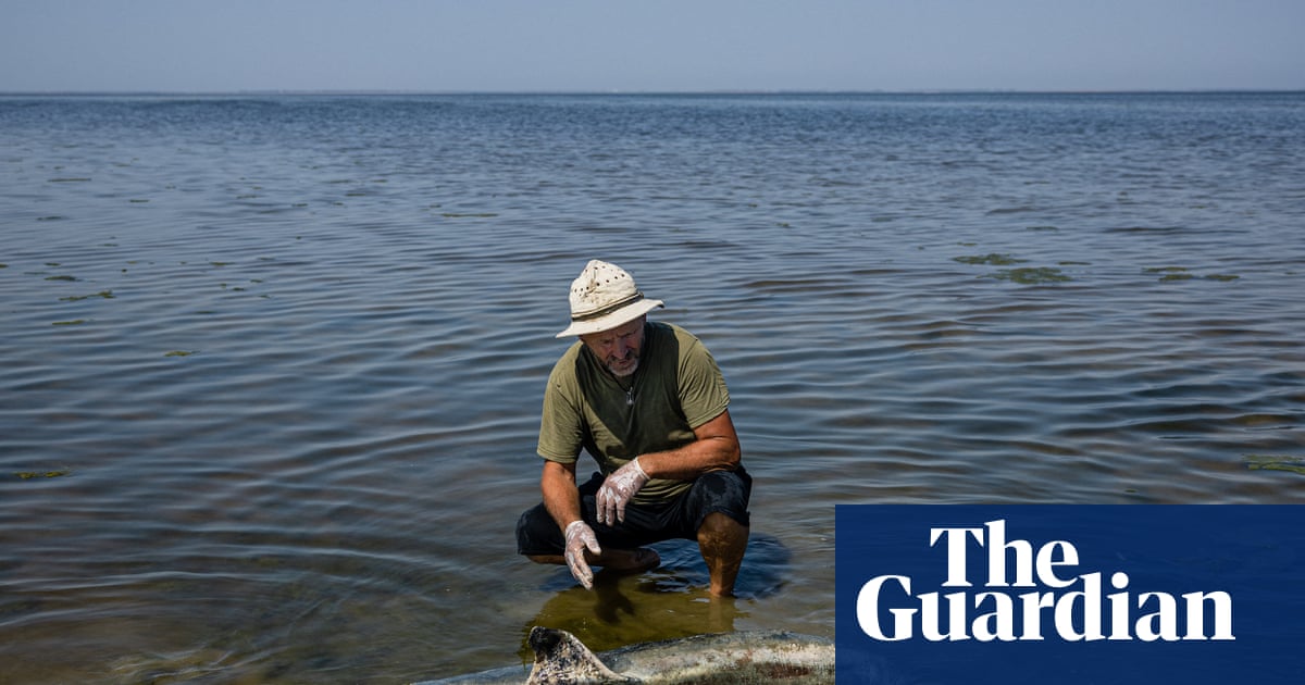 ‘A toxic punch’: fears Russia’s war is pushing the Black Sea and its dolphins past tipping point | Ukraine