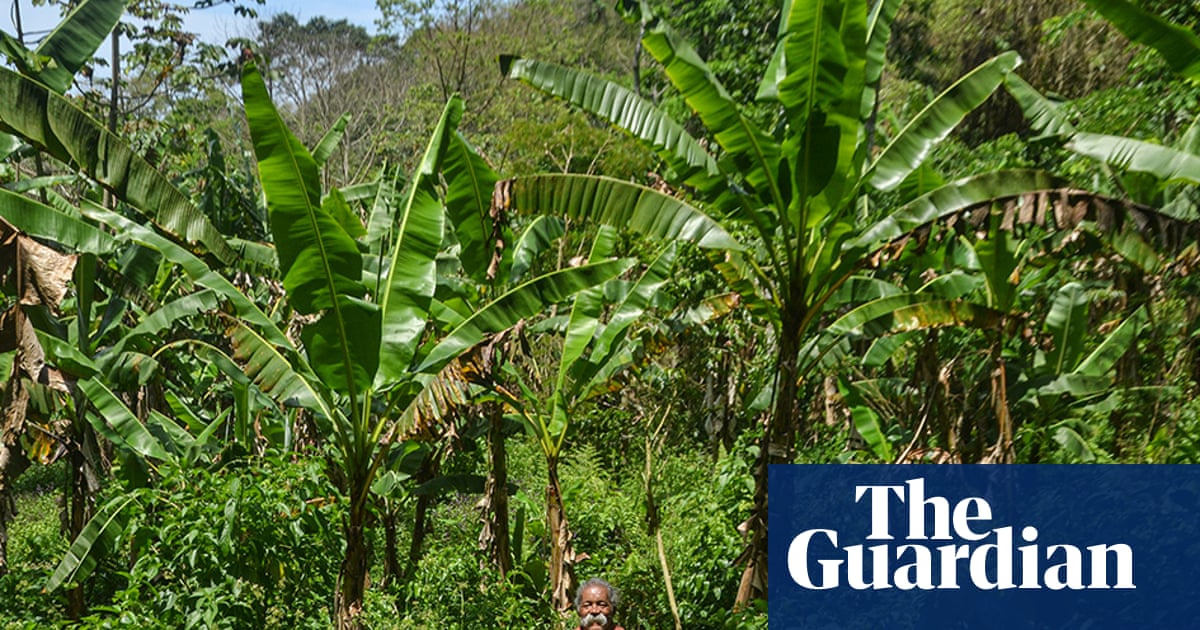 ‘Agriculture of life’: the Rio families growing bananas to protect the world’s largest urban forest | Trees and forests