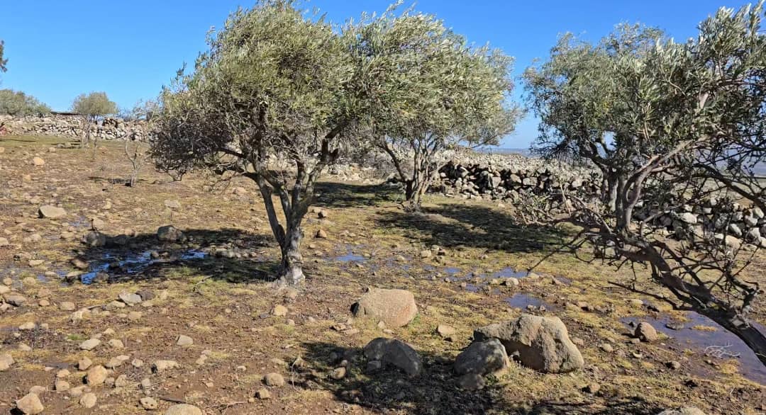 Plants and grasses growing around olive trees west of the Quneitra countryside village of Kudna are yellowed and dying after the area was sprayed with herbicides by Israeli aircraft, 4/2/2026 (Syria Direct)