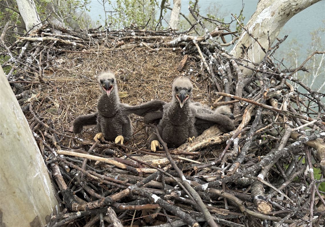 2-week bald eagle survives surgery, reunites with family at U.S. Steel's Irvin Plant