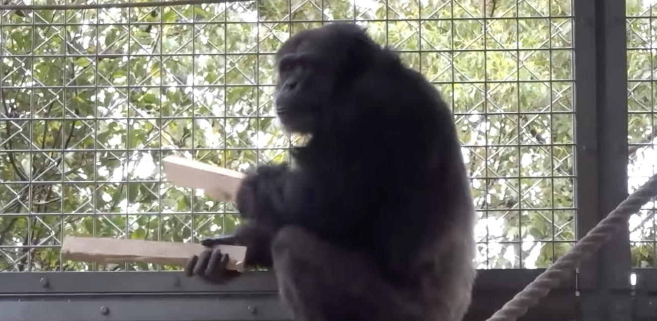 A chimpanzee’s rhythmic drumming with floorboards hints at origins of instruments