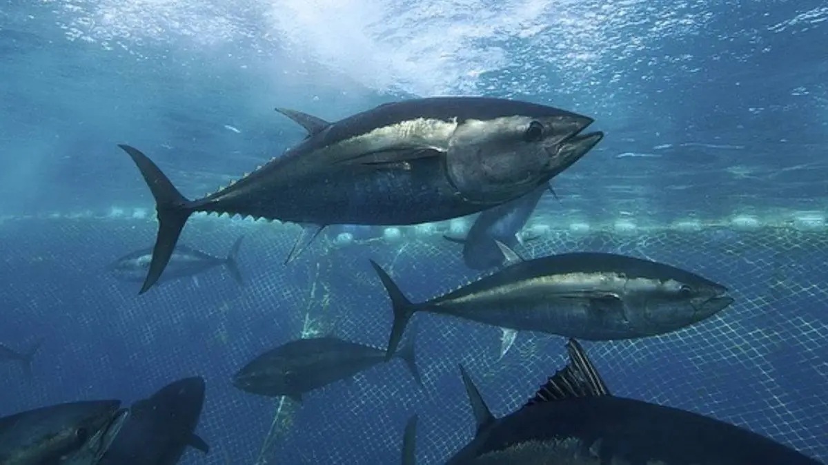 After 26 Years, Panama Resumes Yellowfin Tuna Exports to the United States