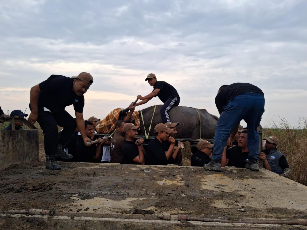 After decades, wild buffalo returns to Kanha via Kaziranga