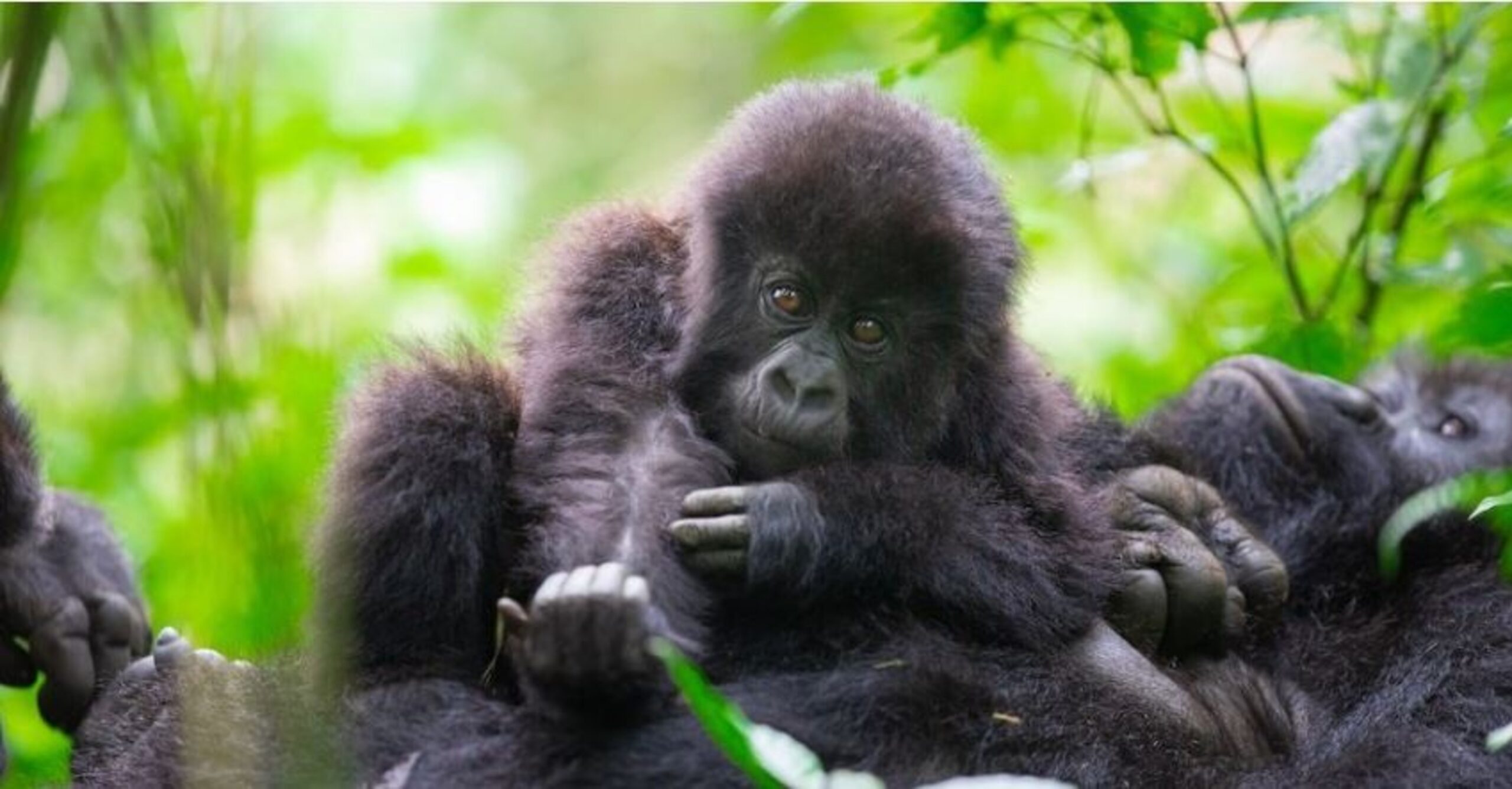 Amid conflict and poaching, tech helps boost mountain gorilla numbers