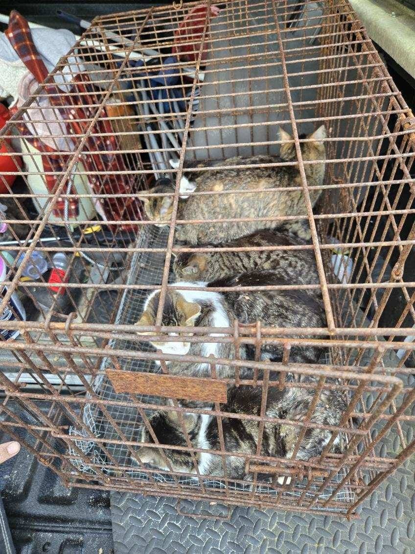 Animal Control finds Seven Cats Abandoned in New Church