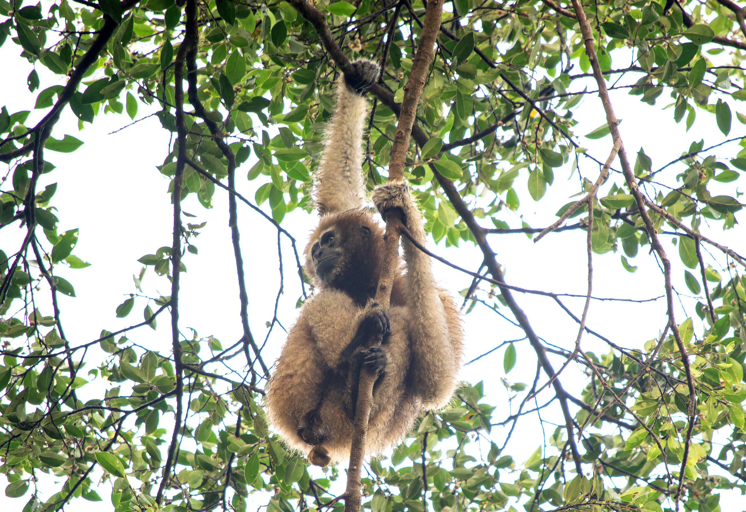 Assam’s gibbons are losing everyday
