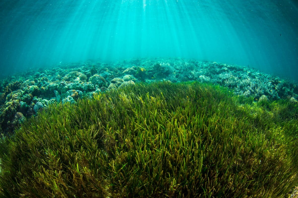 At high seas treaty summit, a dispute over fisheries managers’ role in conservation