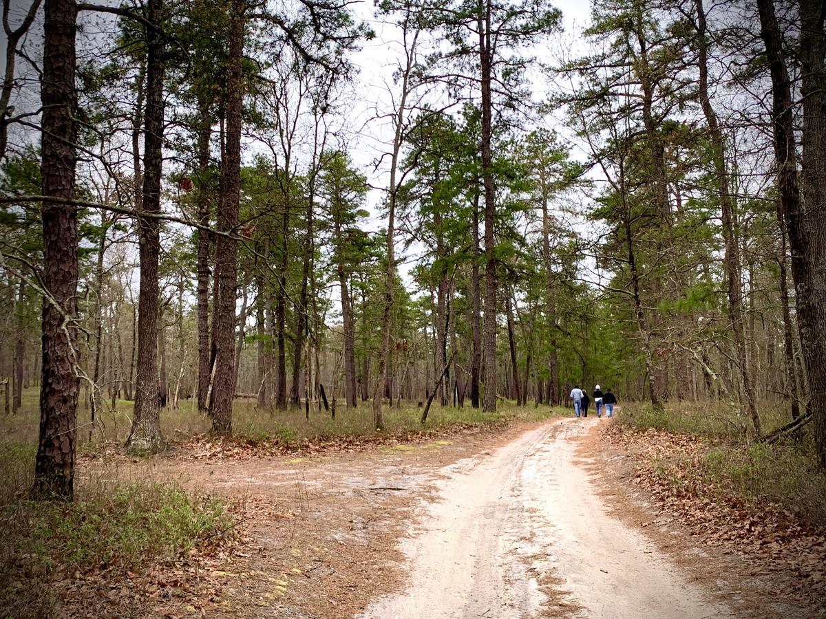 Batsto Village hiking trails Burlington County NJ guide