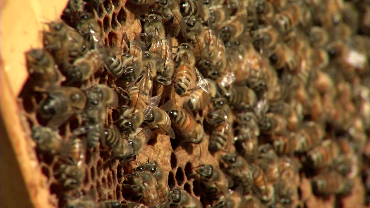Bees Stolen from Delmar Beekeeper
