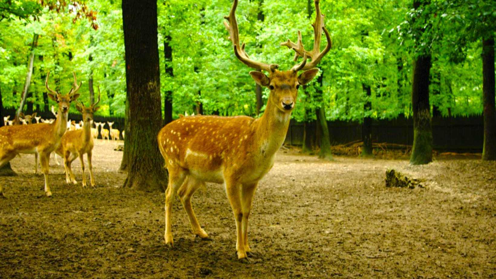 Best Animal-Friendly Places in Prague This Spring