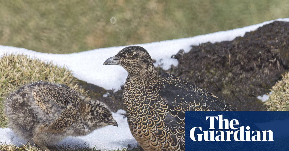 Birdwatch: Climbing to 4,400 metres to spot a rare rufous-bellied seedsnipe | Birds