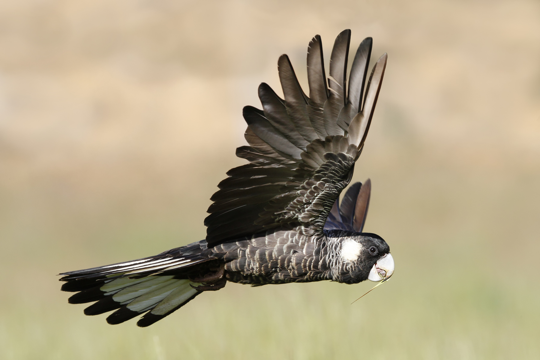 Baudin’s black cockatoo flying