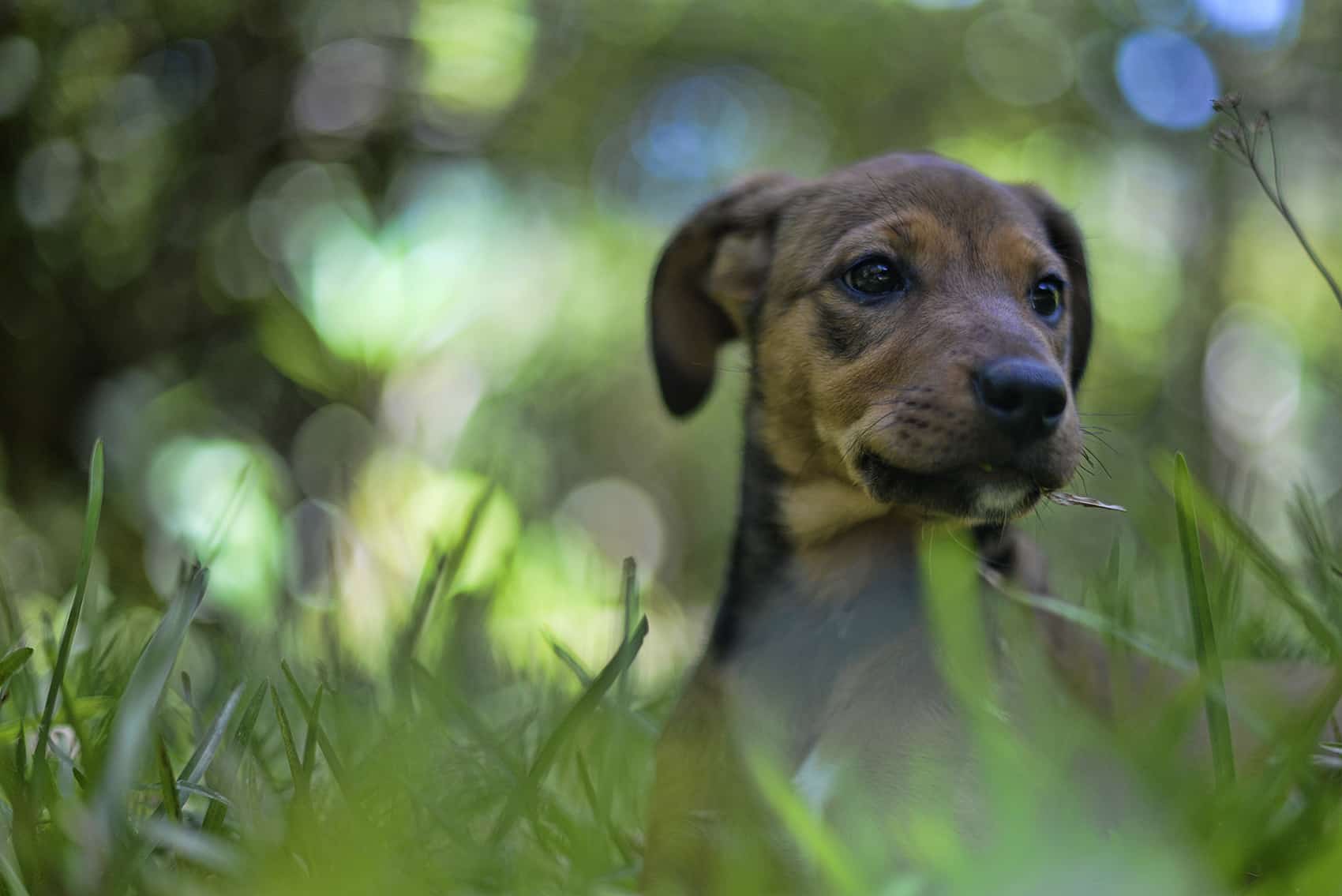 Brazil Congress Approves Shared Pet Custody for Separating Couples