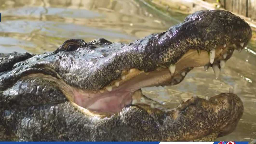 Buddy the alligator dies of old age