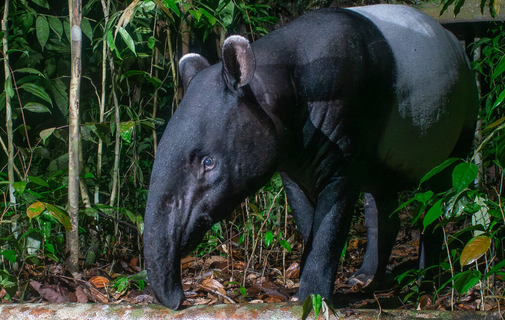 Celebrating the 'gardeners of the forest' on World Tapir Day