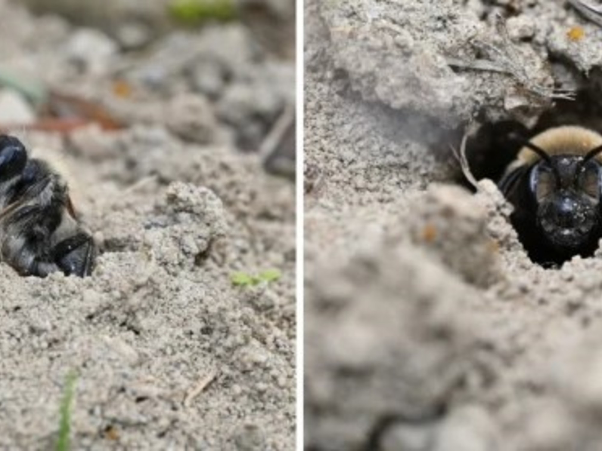 Científicos descubrieron 5,5 millones de abejas viviendo bajo un cementerio