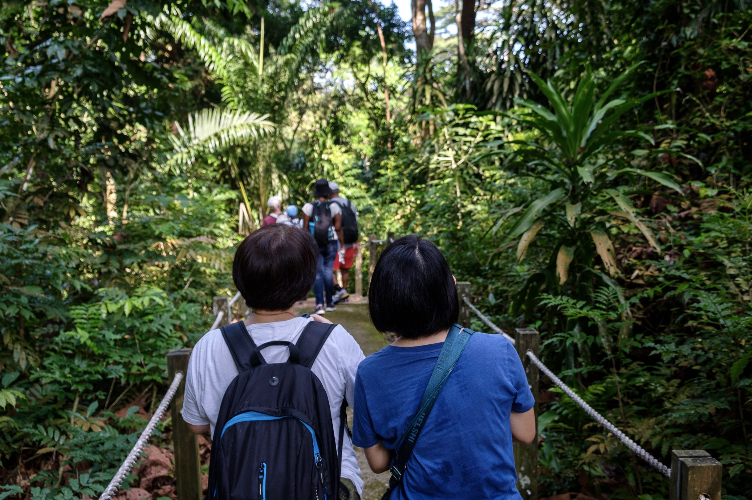 Citizen science helps reconnect Singapore treetops for elusive leaf-eating langurs