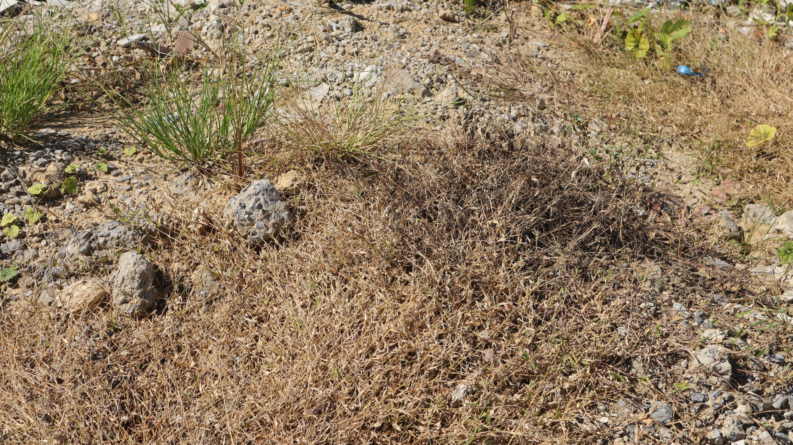 City of Casper asks residents to maintain vegetation to reduce wildland fire fuel