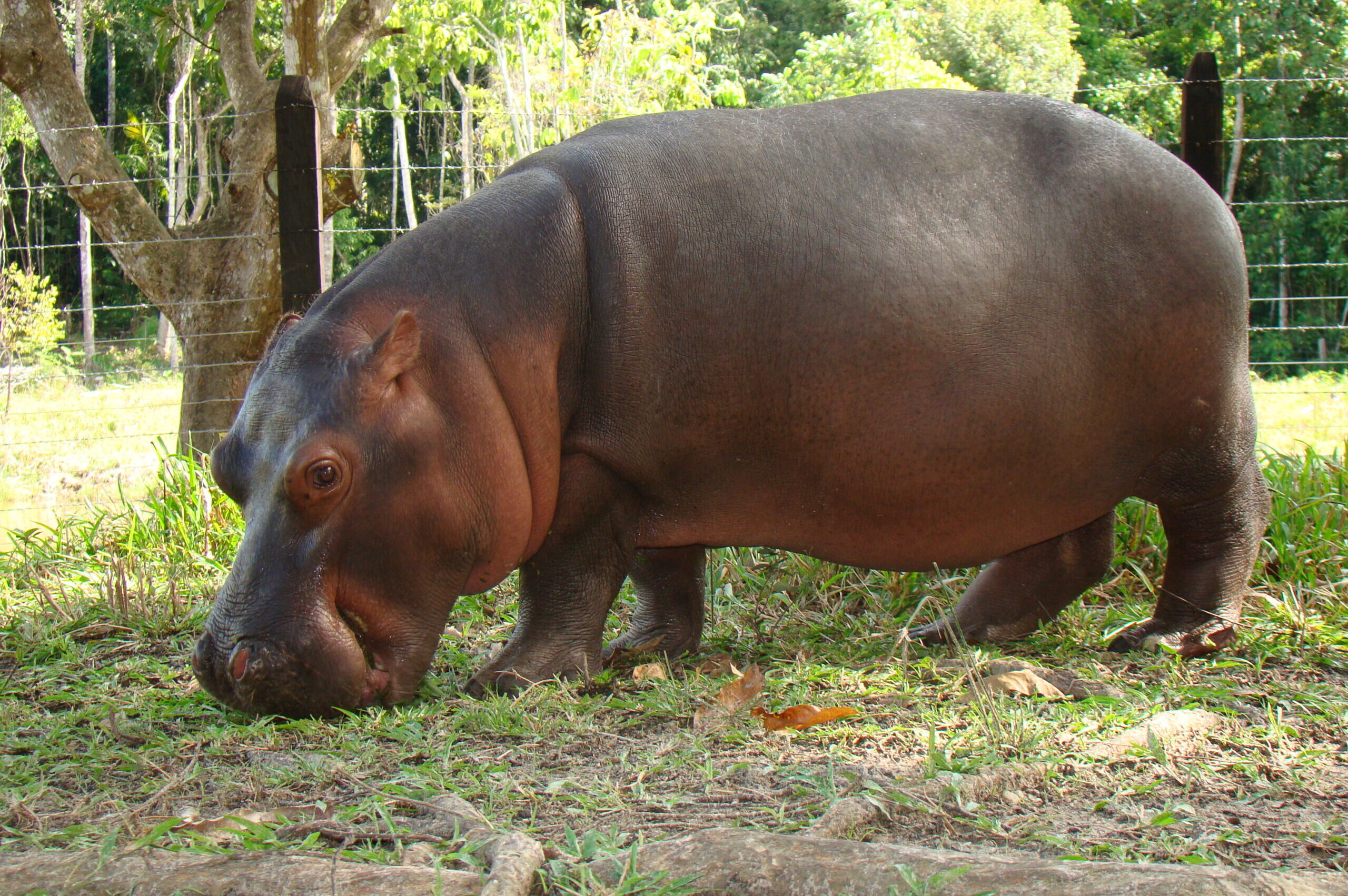 Colombia announces plan to cull Pablo Escobar's feral hippos