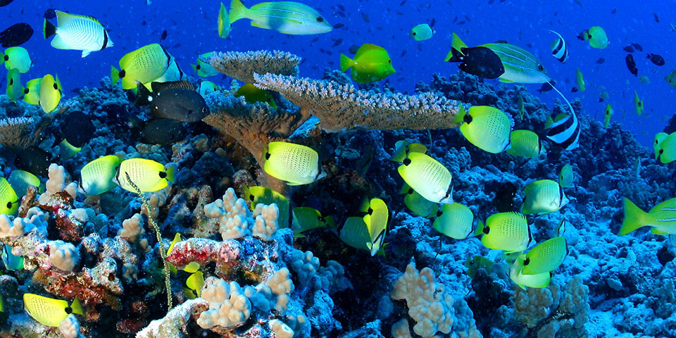 Council recommends opening US Pacific marine monuments to commercial fishing
