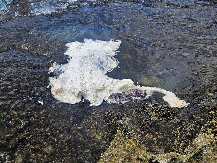 DLNR: Avoid whale remnants between Nanakuli and Barbers Point