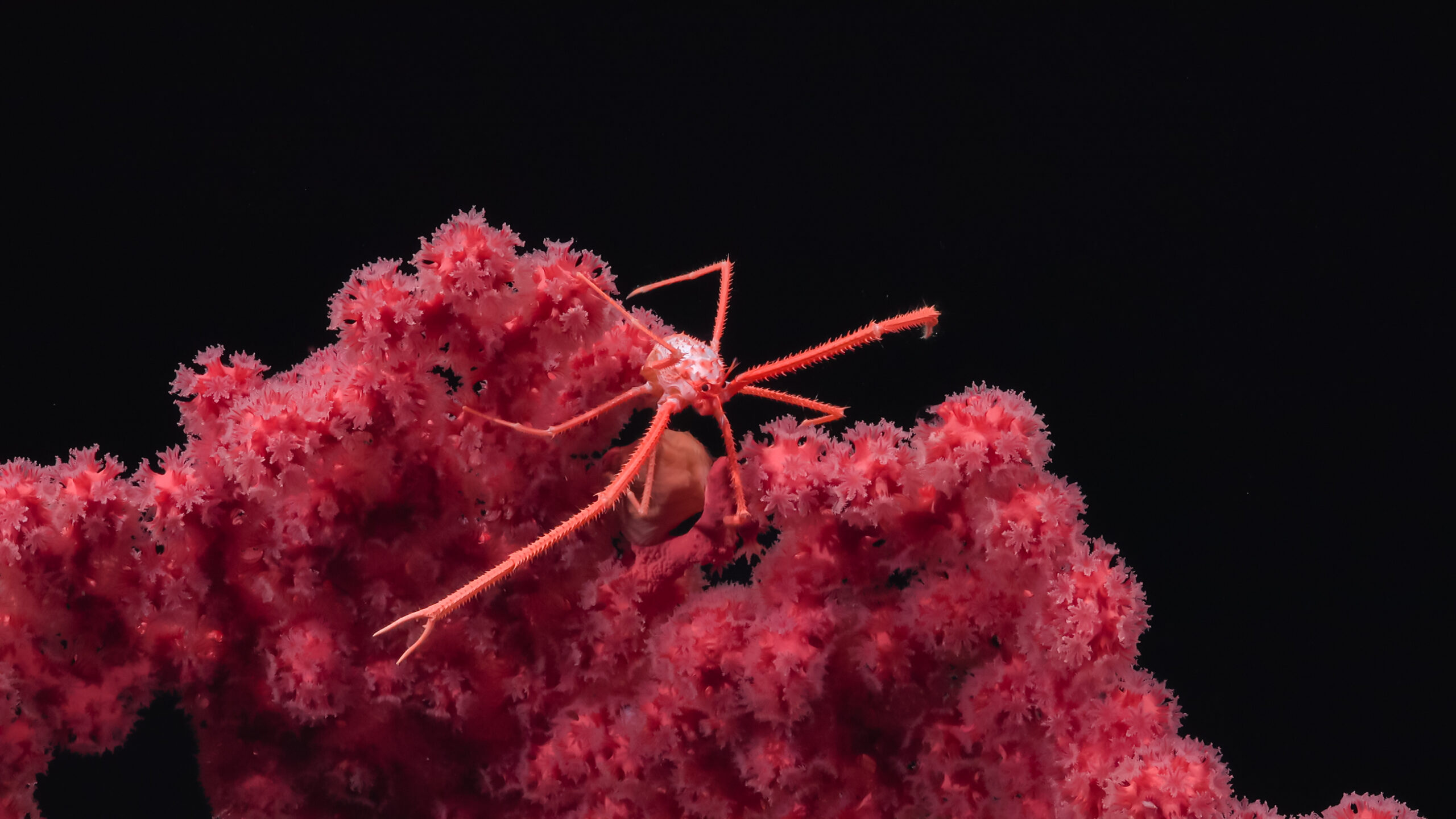 Deep-sea wildernesses are more important than the promise of seafloor mining (analysis)
