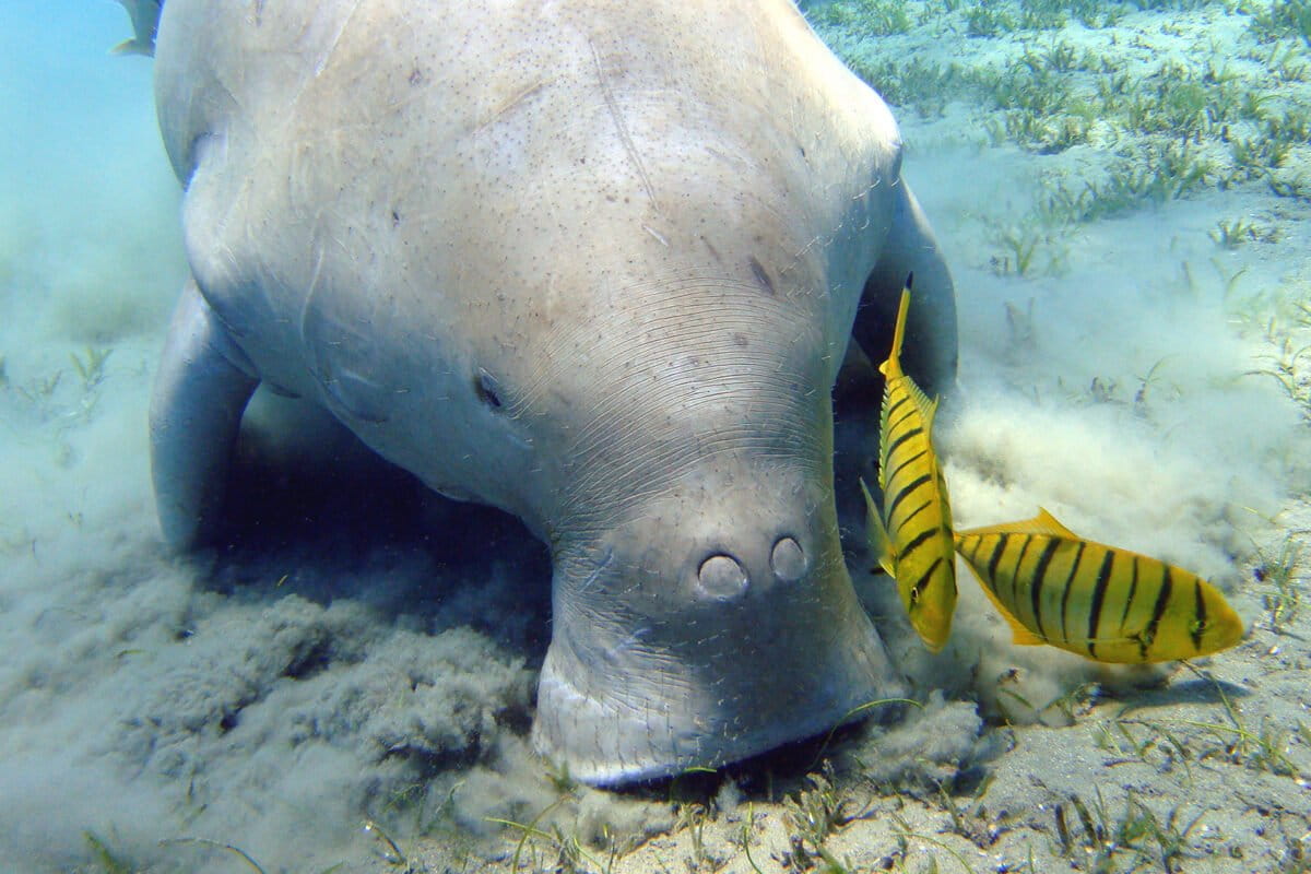 A dugong munches seagrass near Marsa Alam, Egypt. Image by Julien Willem via Wikimedia Commons (CC BY-SA 3.0).
