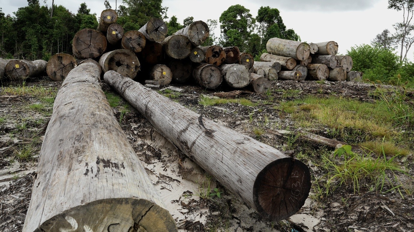 EU deforestation law nudges timber trade, Indonesia probe shows, but risks persist
