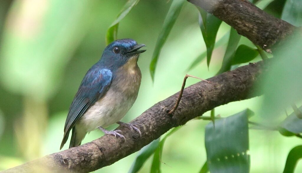 Five 'lost' bird species rediscovered in 2025