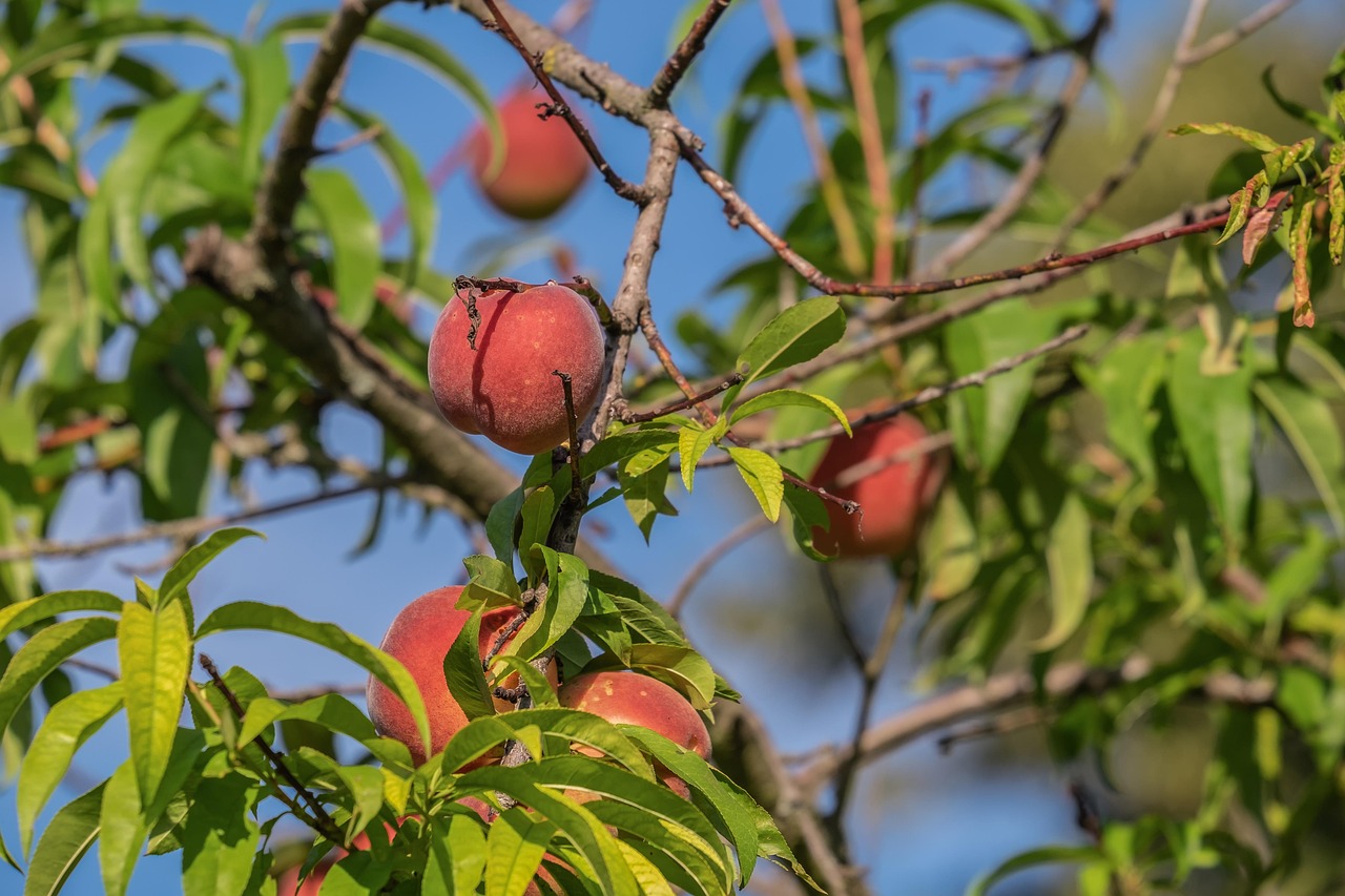 Frosts Cause Severe Damage to Orchards in Many Areas