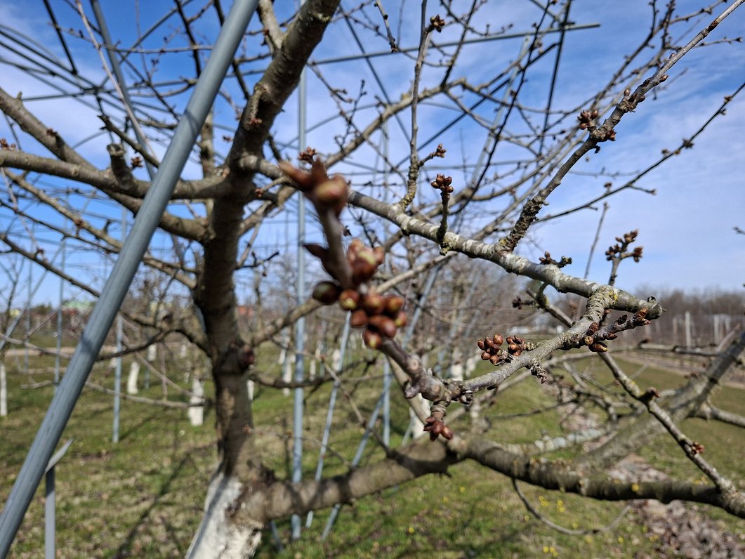 Fruit orchards have felt the cold this season in Latvia / Article
