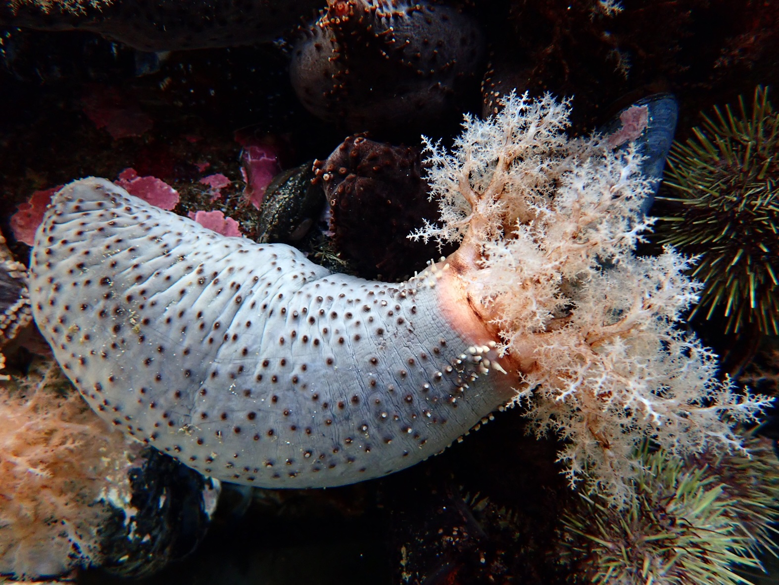 Global trade in sea cucumbers ‘alarming’ with many species at risk: Study