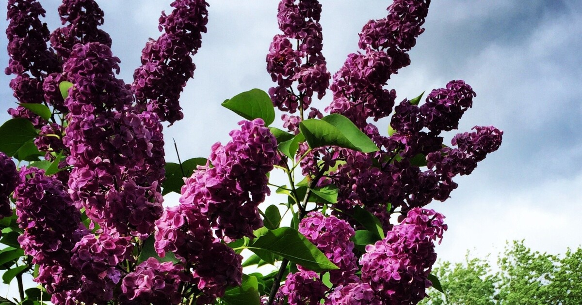 Homegrown NH: Which shrubs to prune now and why