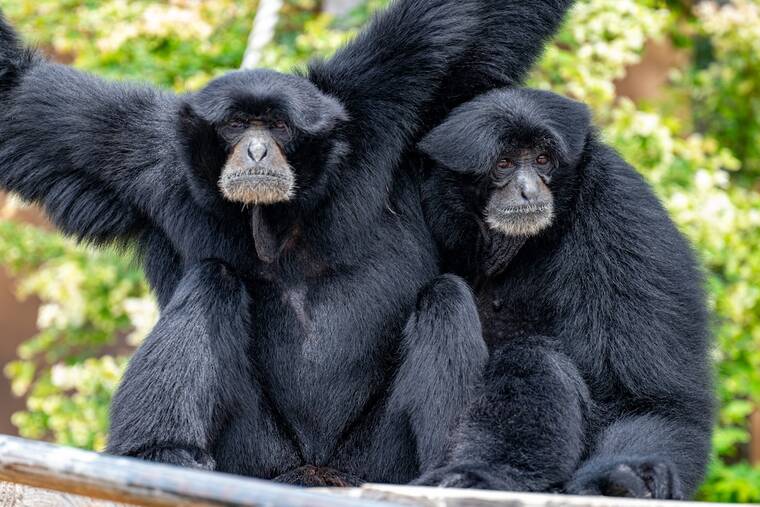 Honolulu Zoo’s AZA accreditation extended another four years
