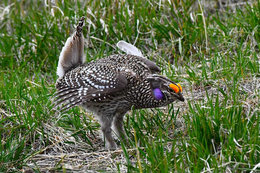 The dominant male Sharpie on a lek with a broken feather on its left side. It is in a "freeze" position during a dance.