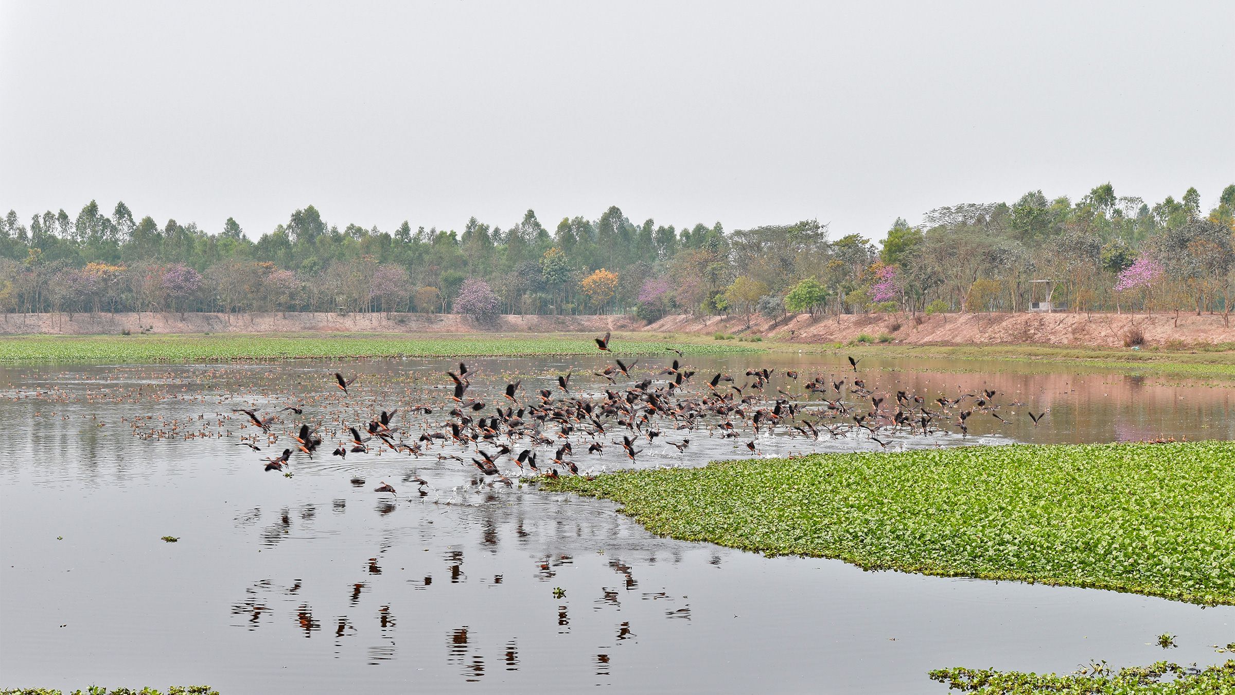 How an engineer brought degraded wetlands back to life in drought-hit Bangladesh