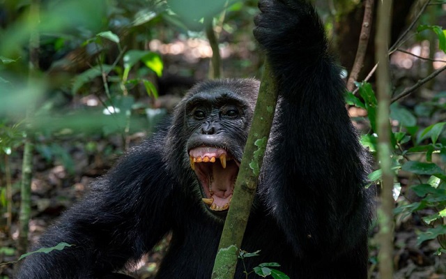 Human-like social split identified behind chimpanzee deaths in Uganda's Kibale Park
