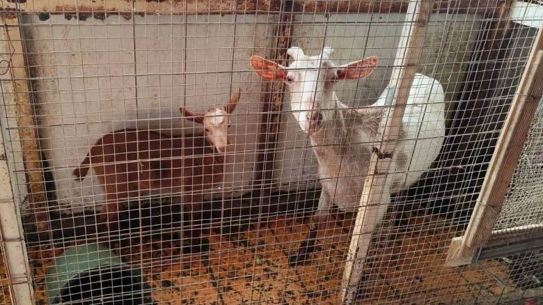 Illegal husbandry with over 50 animals on rooftop of high building in Athens (VIDEO)