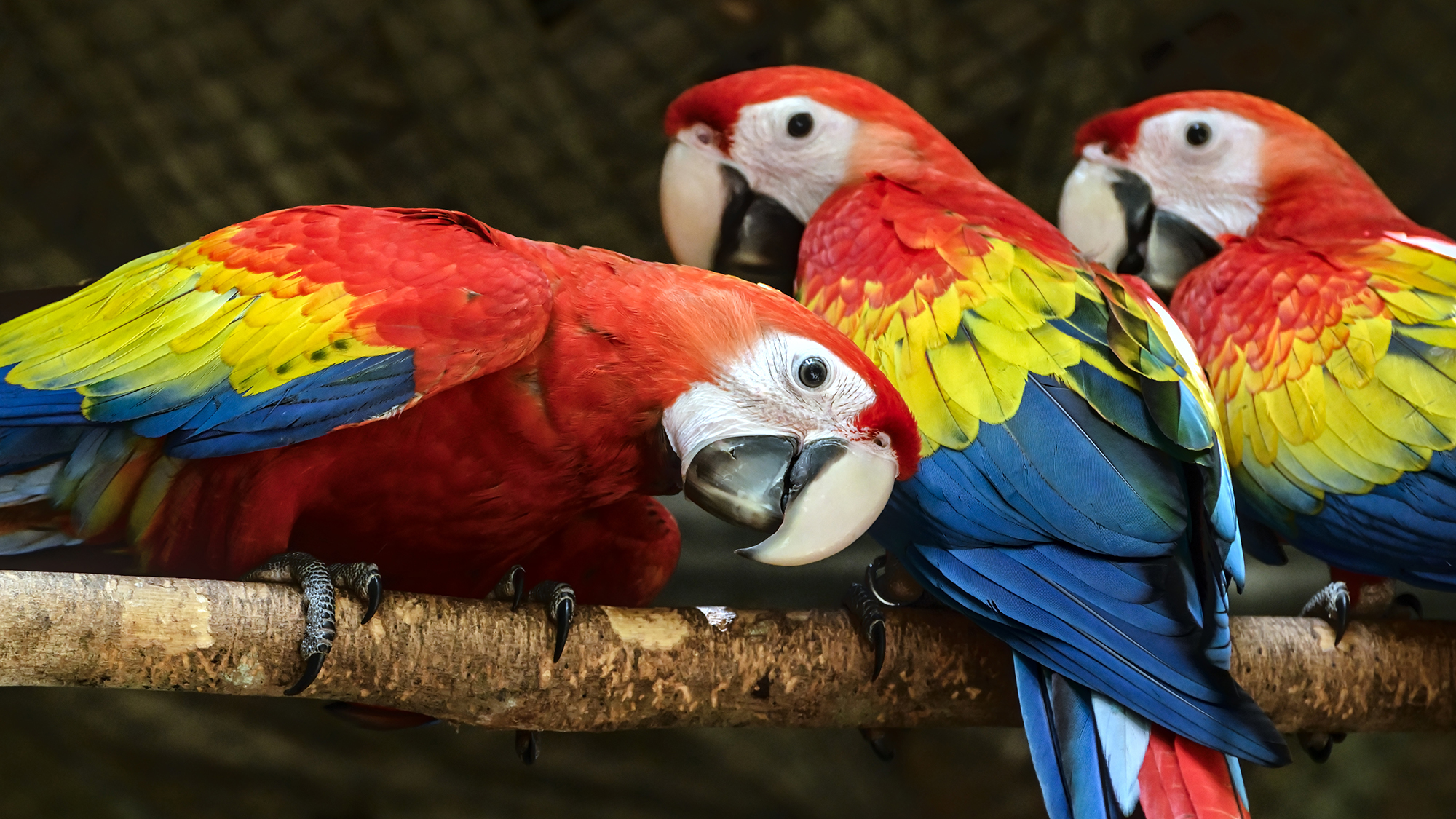 In Guatemala, new AI technology will be ‘listening’ for illegal deforestation