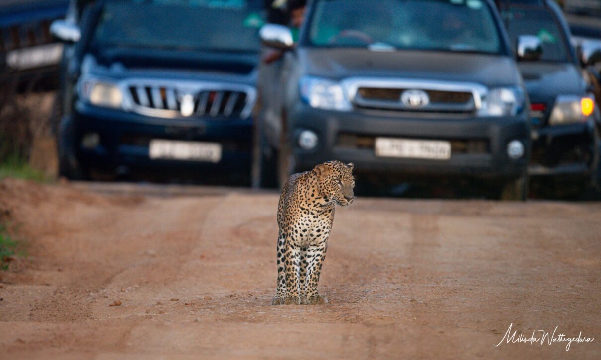 In Sri Lanka, animals pay the price for overcrowding and speeding jeeps