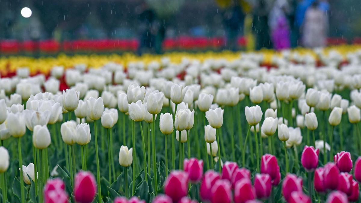 In a first, children with neurodevelopmental conditions, cancer tour Srinagar’s tulip garden for therapy