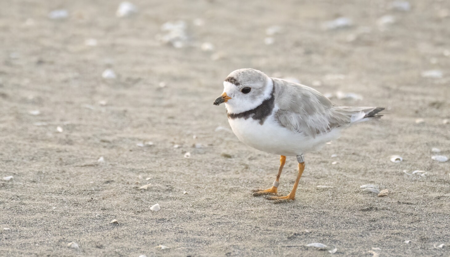 Injured plover returns to Montrose Beach: 'Pippin is a trooper'