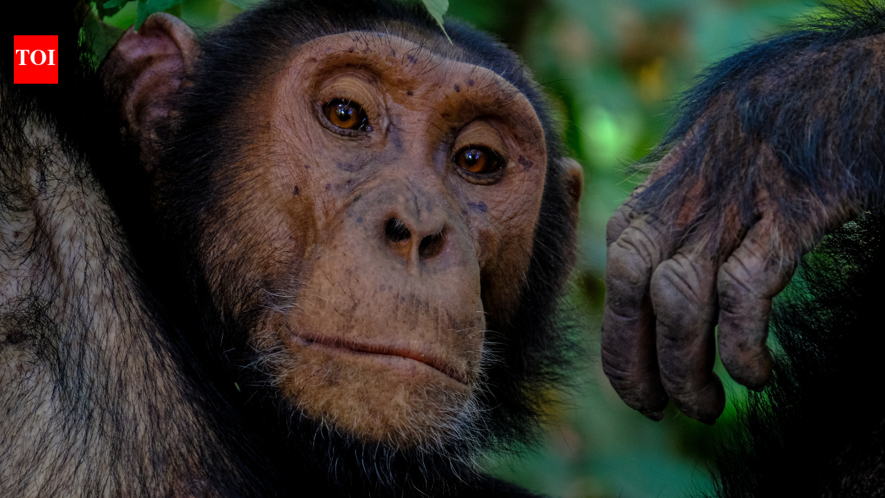 Inside Uganda’s chimpanzee civil war: How a peaceful community split into deadly rival groups |