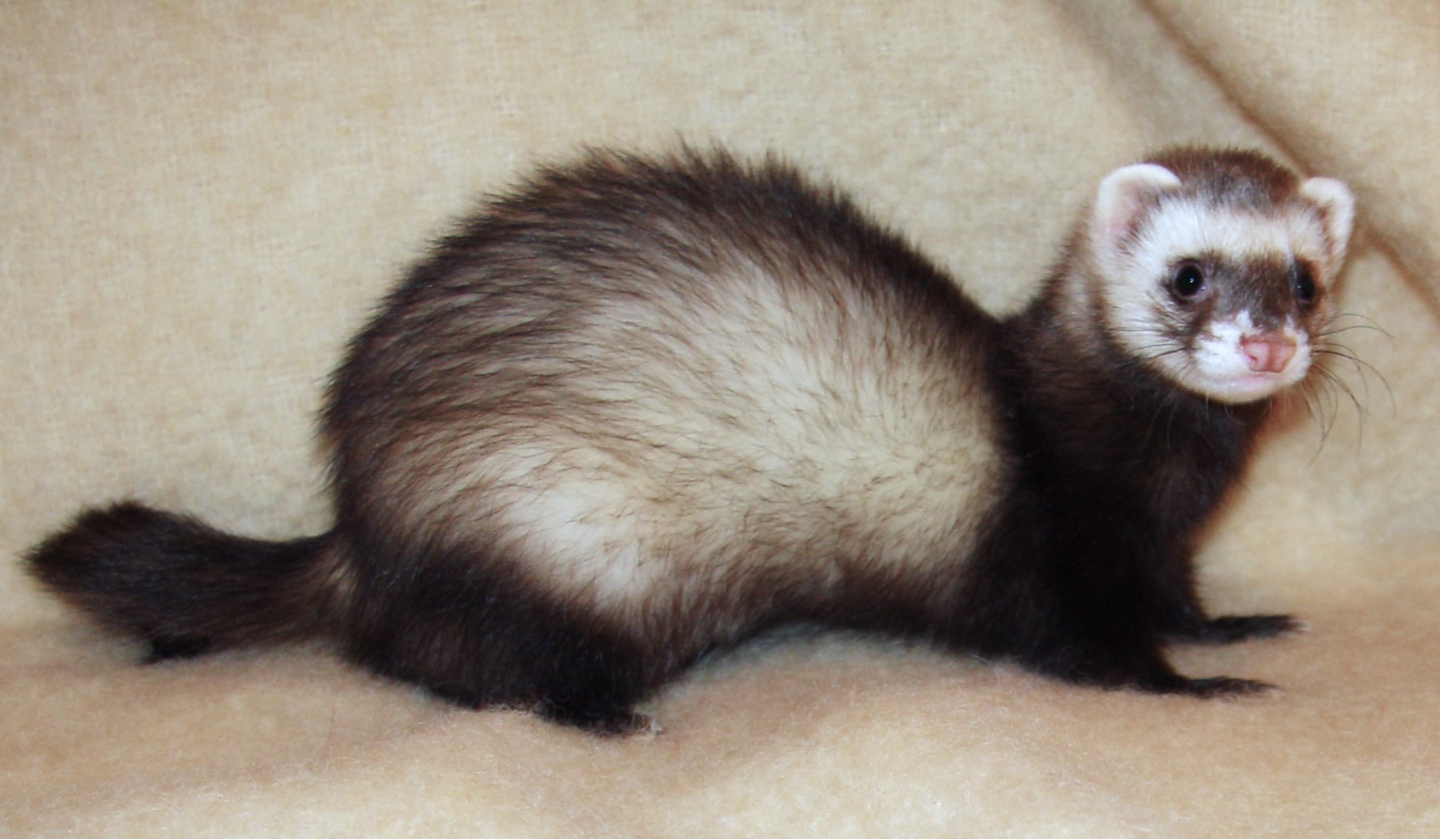 Invasive ferrets removed from an island in a world-first