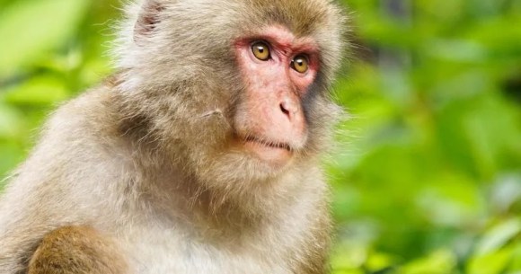 Japanese politician arrested on charges of accepting bribes to reduce number of monkeys in park