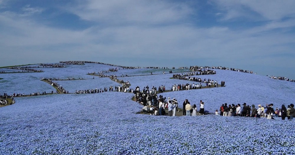 Japan’s 5.3 million beautiful Hitachi Nemophila flowers are now in full bloom[Photos]