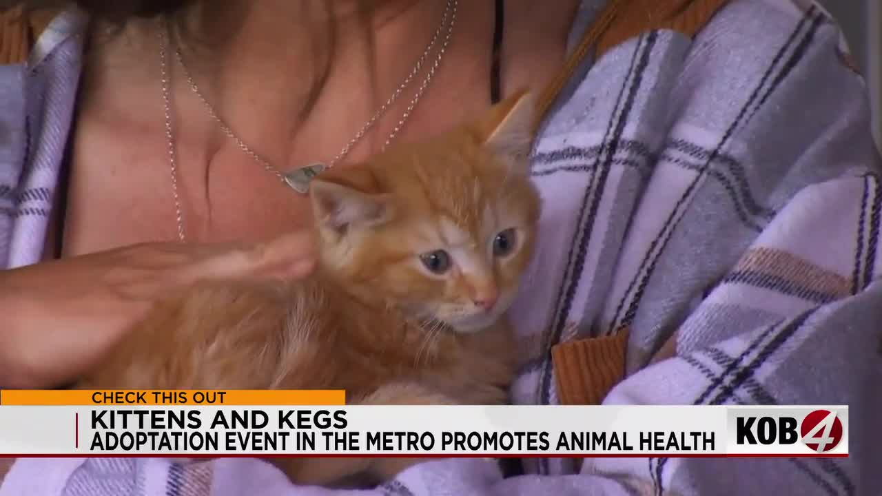 Kittens and Kegs: Local rescue, a brewery team up to connect cats to homes