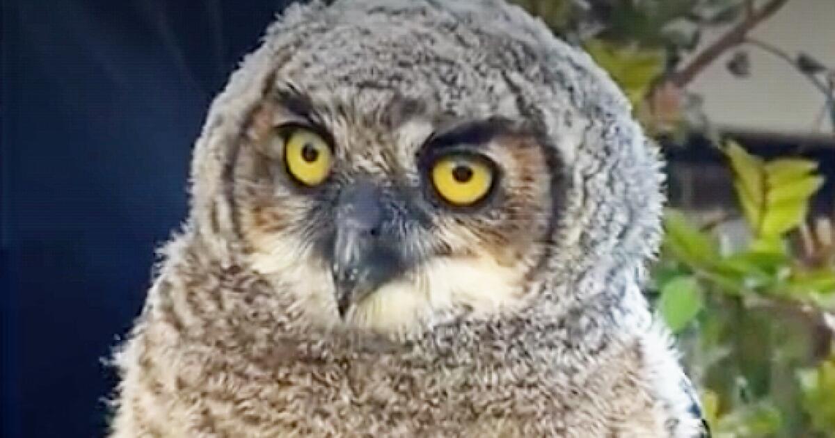 Learning to fly from the ground up: Owl sighting in Redondo Beach sparks public service announcement