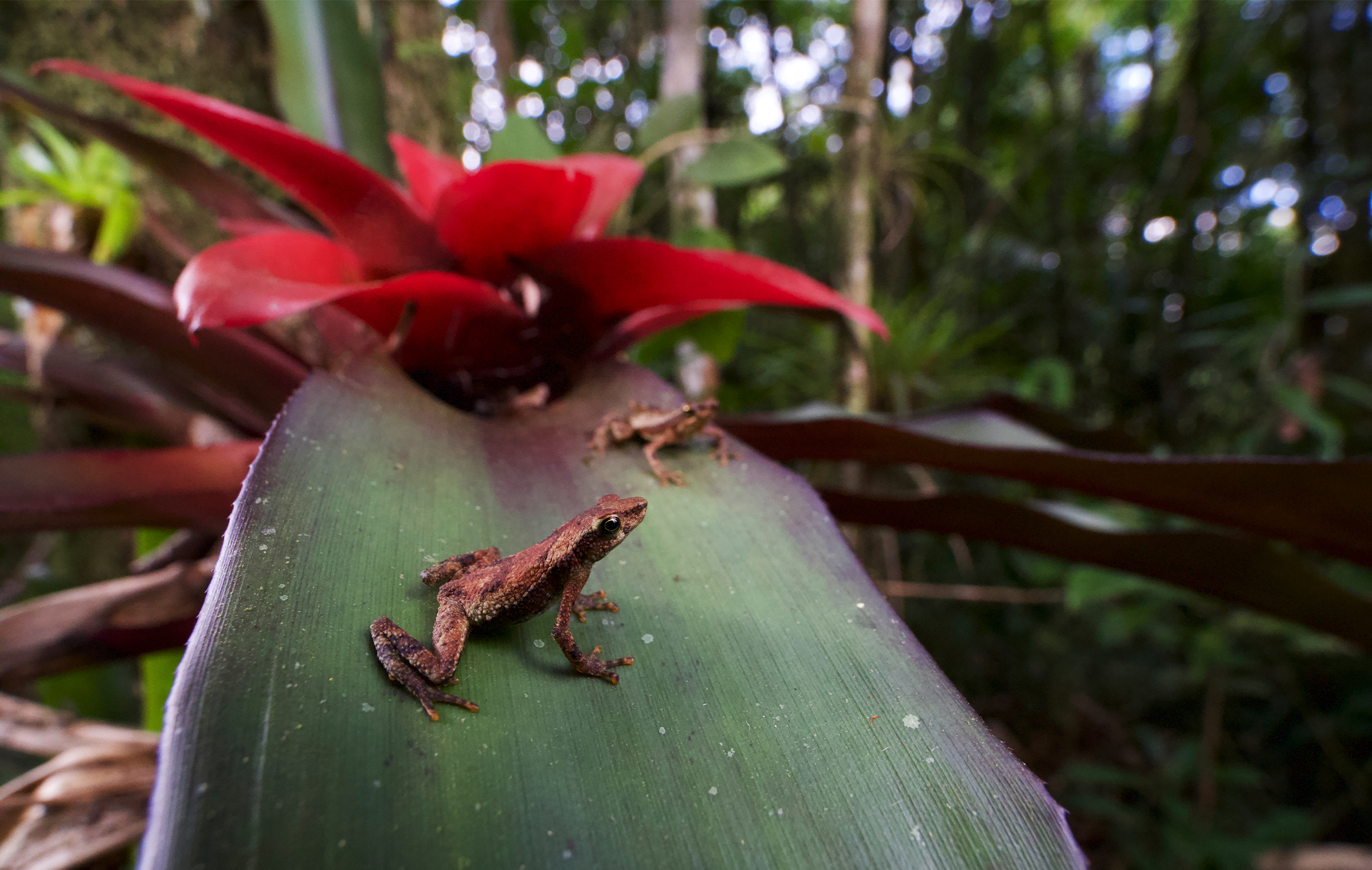 Linking habitats strengthens wildlife microbiomes, helps fight disease: Study